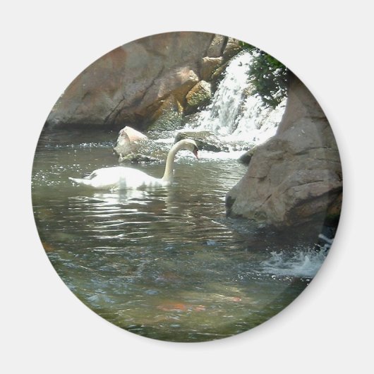 Der weiße Schwan Magnet (Vorne)