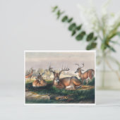 Der Weiße Schwanz von Joseph Wolf Postkarte (Stehend Vorderseite)