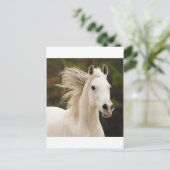 Der weiße Stallion Postkarte (Stehend Vorderseite)