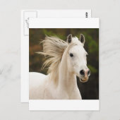 Der weiße Stallion Postkarte (Vorne/Hinten)