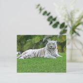 Der weiße Tiger Postkarte (Stehend Vorderseite)