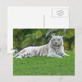 Der weiße Tiger Postkarte (Vorne/Hinten)