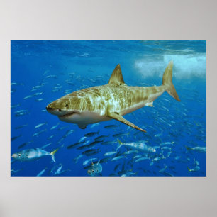 Der Weißer HaiCarcharodonCarcharias Poster