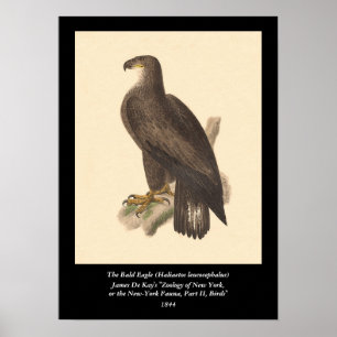 Der Weißkopfseeadler (Haliaetos leucocephalus) Poster