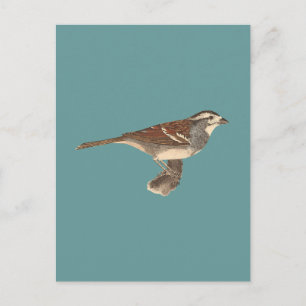 Der Weißkrone-Sparrow (Fringilla-Leukophrys) Postkarte