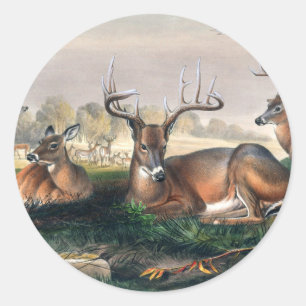 Der Weißschwanzhirsch von Joseph Wolf Runder Aufkleber
