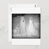 Der weltberühmte Mychtar und Snowdog ! :) Postkarte (Vorne/Hinten)
