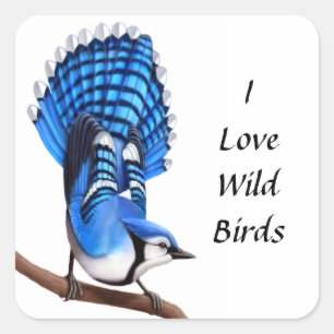 Der WildBlue-Jay-Vogelsticker Quadratischer Aufkleber
