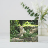 Der Wilde Weiße Tiger gerettet Postkarte (Stehend Vorderseite)