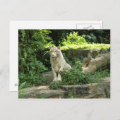 Der Wilde Weiße Tiger gerettet Postkarte (Vorne/Hinten)