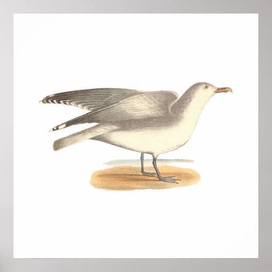 Der Wintermöwe (Larus argentatus) Poster (Vorne)