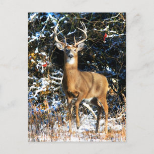"Der Winterprinz" Postkarte