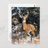 "Der Winterprinz" Postkarte (Vorne/Hinten)