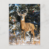 "Der Winterprinz" Postkarte (Vorderseite)