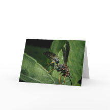 Der winzige Aviator der Natur