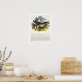 Der Wolf (Canis lupus) pu Poster (Küche)