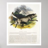 Der Wolf (Canis lupus) pu Poster (Vorne)