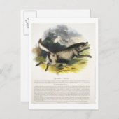 Der Wolf (Canis lupus) pu Postkarte (Vorne/Hinten)