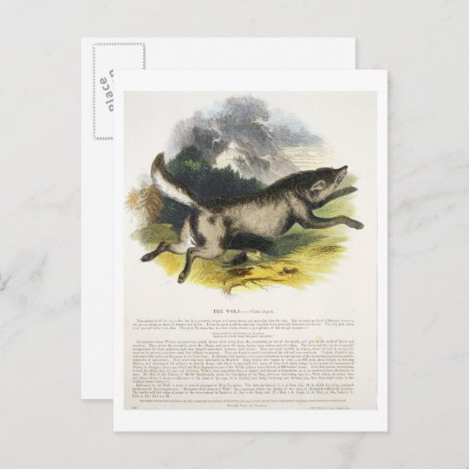 Der Wolf (Canis lupus) pu Postkarte (Vorne/Hinten)