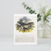 Der Wolf (Canis lupus) pu Postkarte (Stehend Vorderseite)