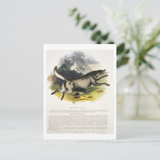 Der Wolf (Canis lupus) pu Postkarte (Stehend Vorderseite)