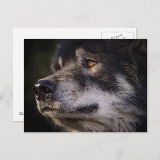 Der Wolf Postkarte (Vorne/Hinten)