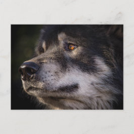 Der Wolf Postkarte