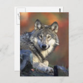 Der Wolf Postkarte (Vorne/Hinten)