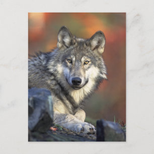 Der Wolf Postkarte