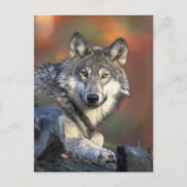 Der Wolf Postkarte (Vorderseite)