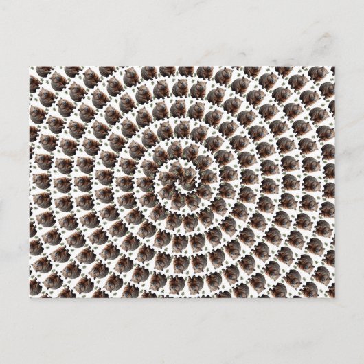 Der Wombat Whirlpool: Ein Wunder, Postkarte (Vorderseite)