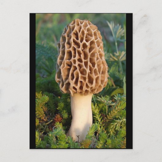 Der wunderbar köstliche Morel-Pilz Postkarte (Vorderseite)