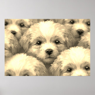 Der Wurf blonder Welpen an einer Wand Poster