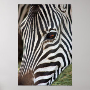 Der Zebra-Plakat des ambulanten Händlers Poster