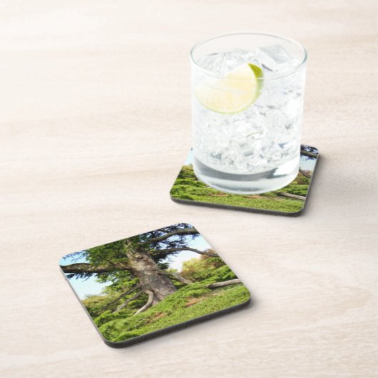 Der Zeder-von-Libanon Baum-harter Getränkeuntersetzer (Rechte Seite)