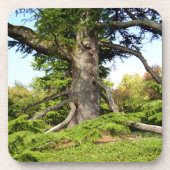 Der Zeder-von-Libanon Baum-harter Getränkeuntersetzer (Vorderseite)