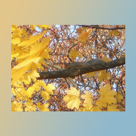 Der Zen-Moment des Eichhörnchens Postkarte