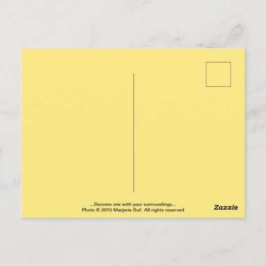 Der Zen-Moment des Eichhörnchens Postkarte (Rückseite)