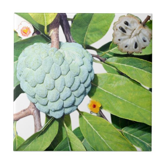 Der Zimt-Apfel Fliese (Vorderseite)