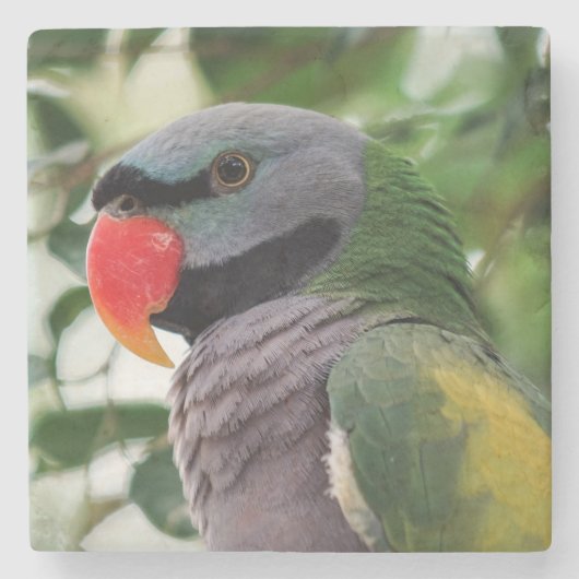 Derbyan Parakeet-Stein-Untersetzer Steinuntersetzer (Vorderseite)