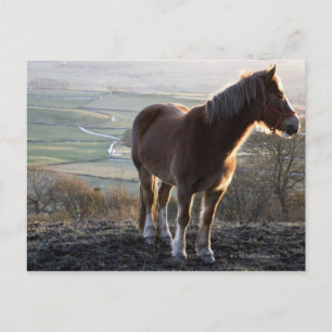 Derbyshire, England Postkarte