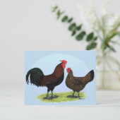 Derbyshire Redcap Fowl Postkarte (Stehend Vorderseite)