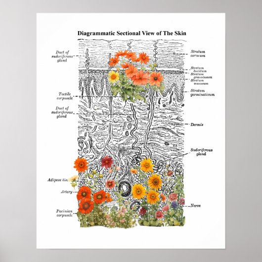 Dermatologie Hautanatomie Kunst mit Blumendetails Poster (Vorne)