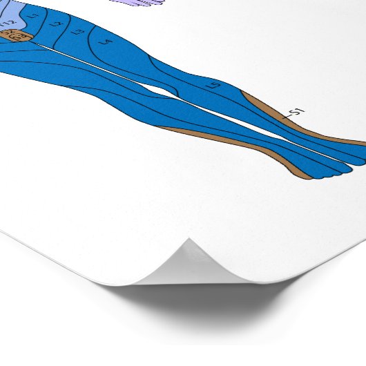 Dermatom-Diagramm-Poster Poster (Ecke)