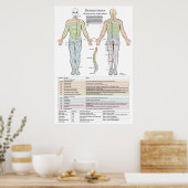 Dermatome, Myotomen und DTR-Poster Poster (Küche)