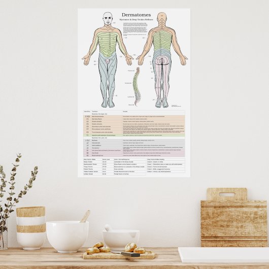Dermatome, Myotomen und DTR-Poster Poster (Küche)