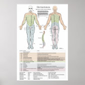 Dermatome, Myotomen und DTR-Poster Poster (Vorne)