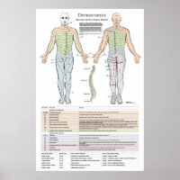 Dermatome, Myotomen und DTR-Poster