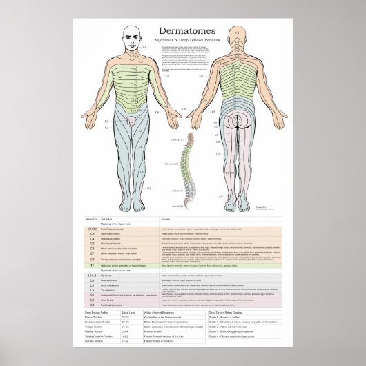 Dermatome, Myotomen und DTR-Poster Poster (Vorne)