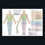 Dermatome Myotomes Reflexe Poster Chiropractic<br><div class="desc">Zeigt das dermatome Muster der Nerven der Gebärmutter, des Brustraums, der Lendenwirbelsäule und der Sakrale. Ein Dermatom ist ein Hautareal, das hauptsächlich von einem Rückenmarksnerv des Single gespeist wird. Es gibt acht Gebärmutternerven (eine Ausnahme bildet C1 ohne Dermatom), zwölf thorakale Nerven, fünf Lendennerven und fünf sakrale Nerven. Jeder dieser Nerven...</div>